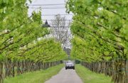 Le Jaguar nella zona del Prosecco e Cartize (100/152)